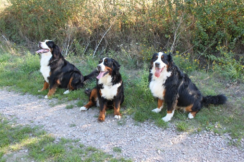 DANA et ses ''potes''