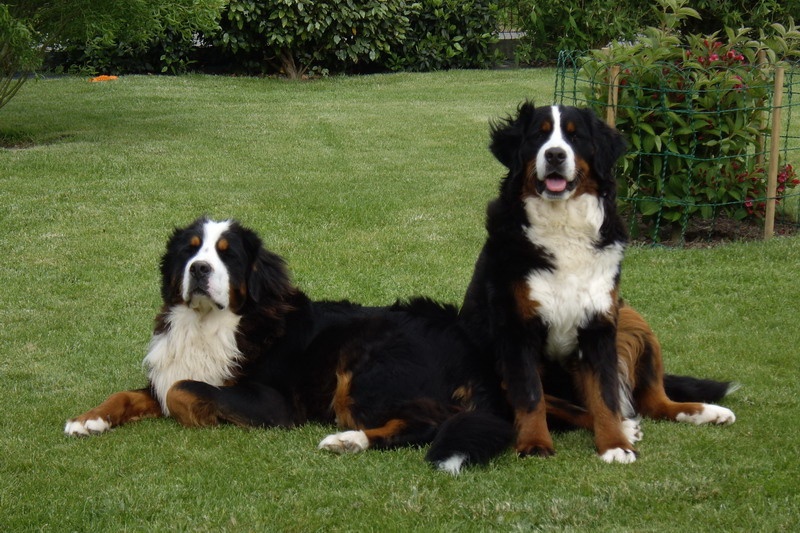 DANA et son pote DIEGO