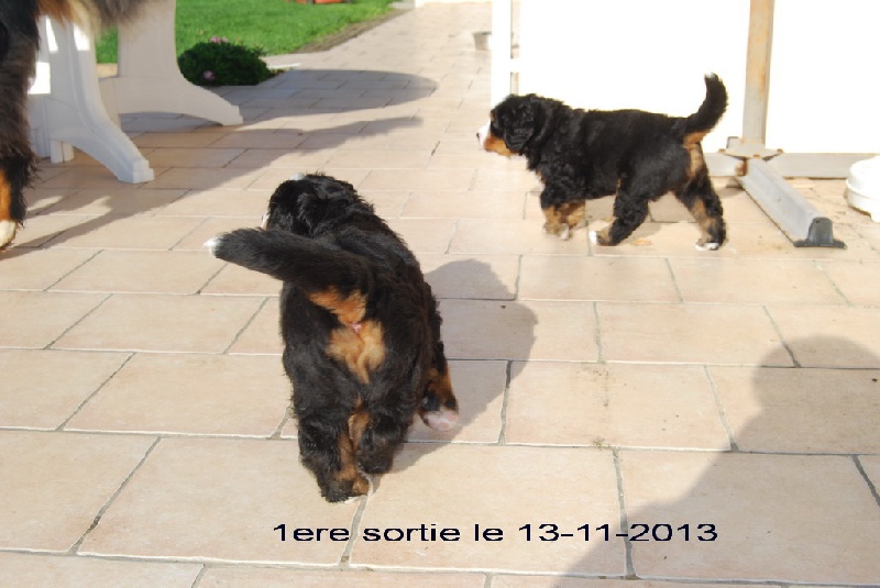 Les DANANOUX 1ere sortie au jardin 13-11-2013
